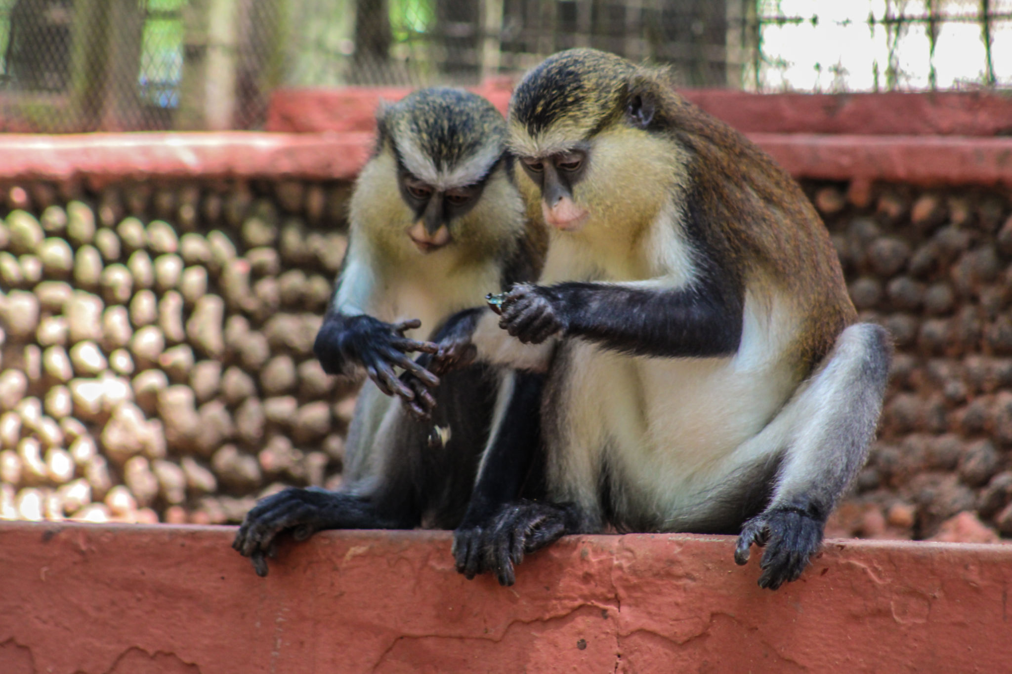 Lagos Zoo